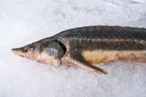 A Sterlet Fish