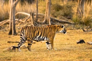 A tiger in Ranthambore